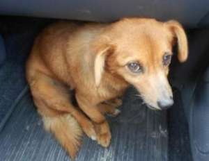 Lola,  pentru adoptie