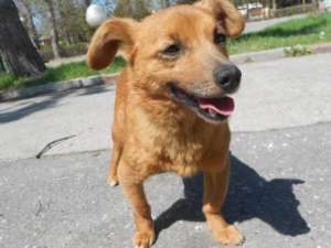 Lola,  pentru adoptie