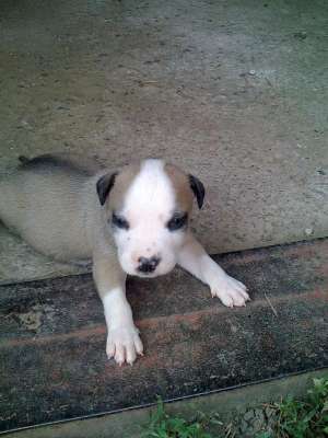 De vanzare catel 7-saptamani amstaff! Culoare Marou cu Alb