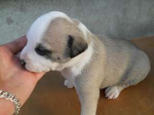 De vanzare catel 7-saptamani amstaff! Culoare Marou cu Alb