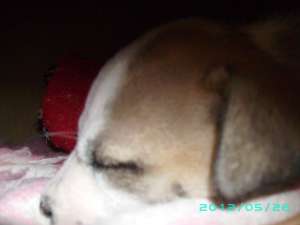De vanzare catel 7-saptamani amstaff! Culoare Marou cu Alb