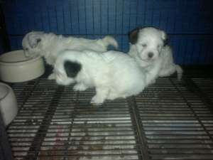 vand bichon