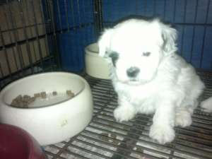 vand bichon