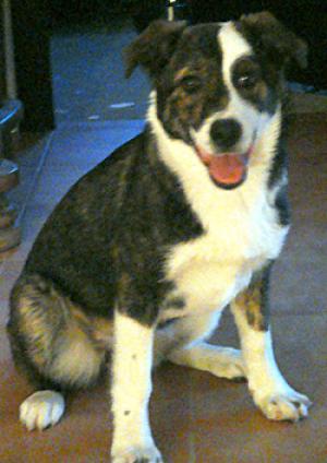 Laika,  metis ciobanesc