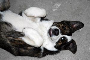Laika,  metis ciobanesc