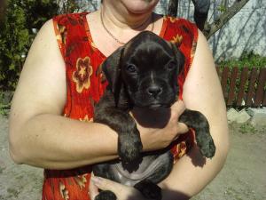 Vand catel boxer