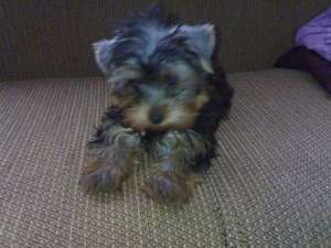 YORKSHIRE TERRIER