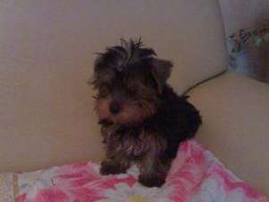 YORKSHIRE TERRIER