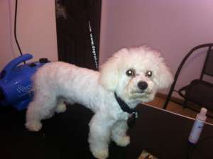 coafura si cosmetica canina Arad