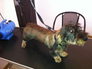 coafura si cosmetica canina Arad