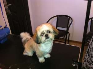coafura si cosmetica canina Arad