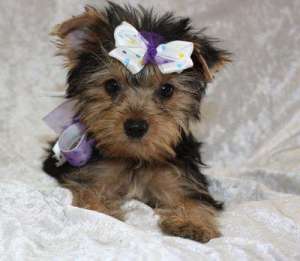 Yorkshire Terrier AKC