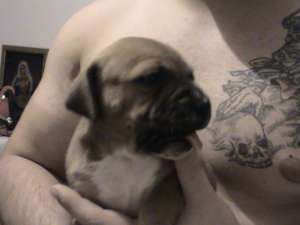 vand pui de amstaff masculi