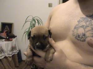 vand pui de amstaff masculi
