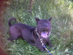imperechere shar pei mascul