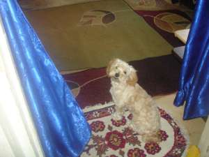 vand bichon maltez