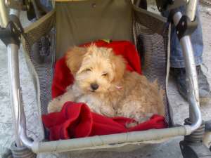 vand bichon maltez