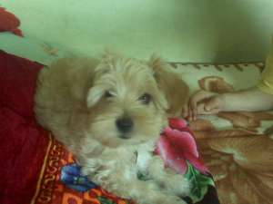 vand bichon maltez