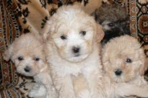 Bichon Havanez
