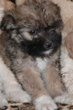 Bichon Havanez