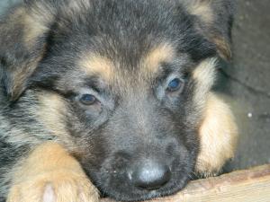 Pui ciobanesc german cu pedigree