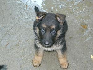 Pui ciobanesc german cu pedigree