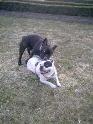 Vand BULLDOG FRANCEZ FRANTA