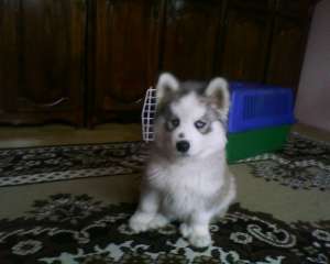 vand catel husky de 8 saptamani