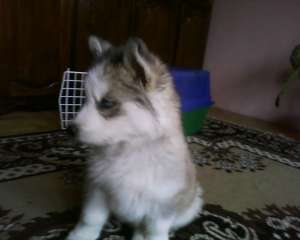 vand catel husky de 8 saptamani
