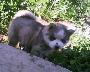vand catel husky de 8 saptamani