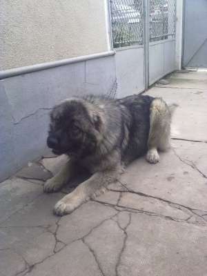 Vand Ciobanesc Caucazian