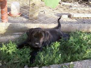 cane corso