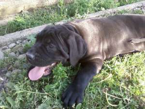cane corso