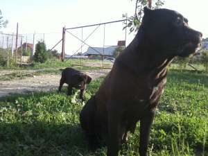 cane corso