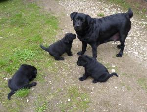 Vand Labrador Retriever