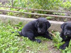 Vand Labrador Retriever