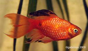 ACVARII SI IAZURI PROFESIONALE