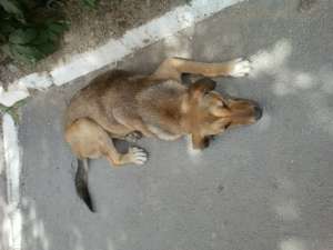 Se cauta stapan pentru Coca