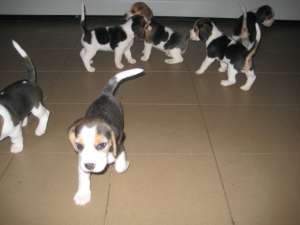 vand catelusi beagle