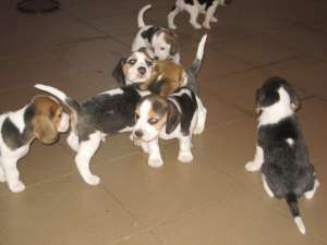 vand catelusi beagle
