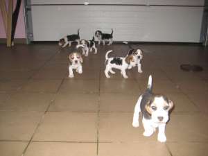 vand catelusi beagle