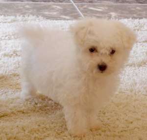 vand femela bichon alb bolognese