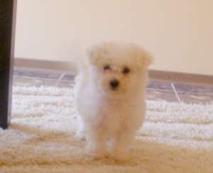 vand femela bichon alb bolognese