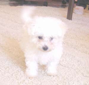 vand femela bichon alb bolognese