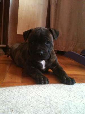 Vand Amstaff