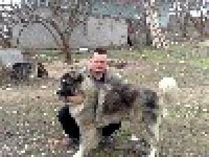 CIOBANESC CAUCAZIAN FEMELA 3,  5 ANI CARACTER ECHILIBRAT