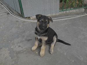 Vand pui Ciobanesc german