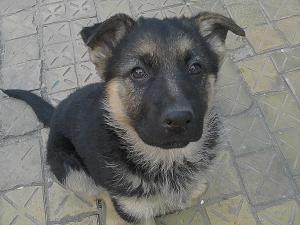 Vand pui Ciobanesc german