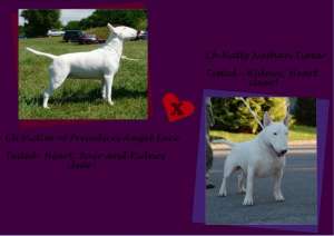 PUI DE BULLTERRIER