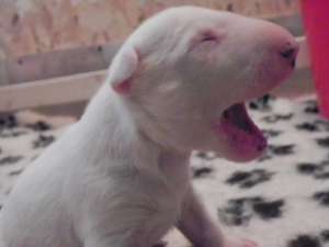 PUI DE BULLTERRIER